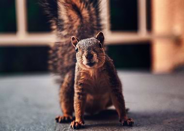 Curious squirrel