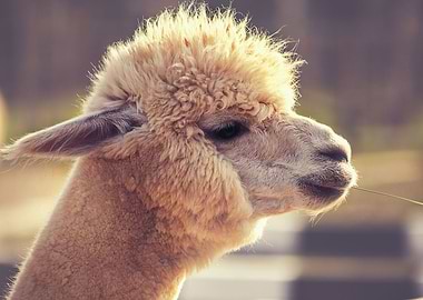 Portrait of a LLama