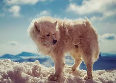 White Fluffy Dog