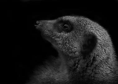 Meerkat profile