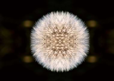 Dandelion geometry