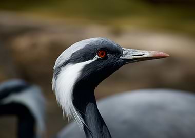 Demoiselle crane