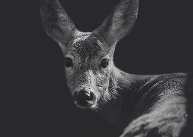 Portrait of a doe