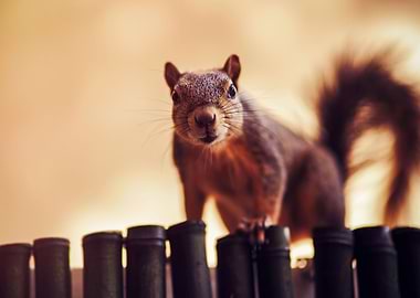 Curious squirrel
