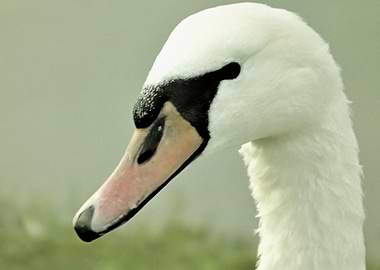 Mute Swan