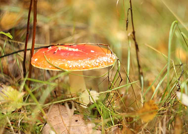Red toadstool