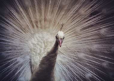 Portrait of a peacock