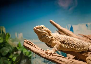 Bearded Dragon