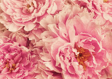 Peonie Lush