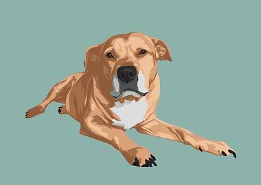 Pet Golden Retreive Dog