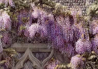 Wisteria
