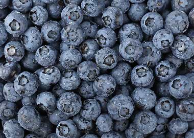 Close up blueberry