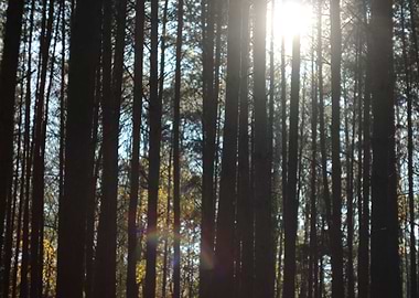 sun between the trees