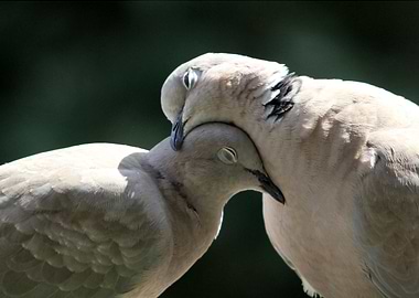 loving turtledoves