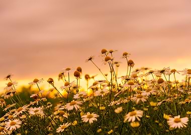 Daisies