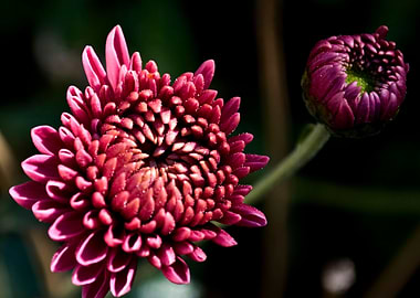 Chrysanthemum