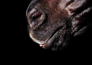 Horse Muzzle Drinking