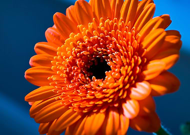 Orange Flower