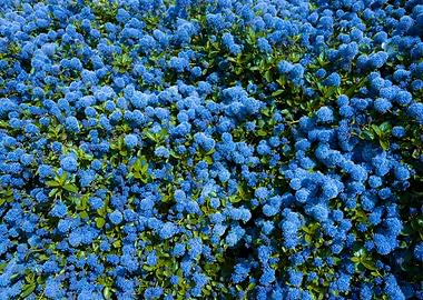 Blue Flowers