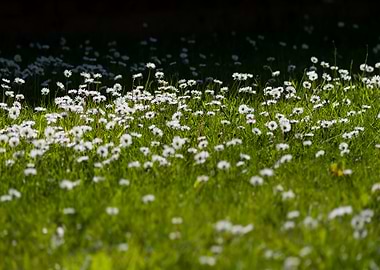 Daisies