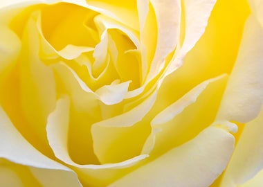 Yellow Rose