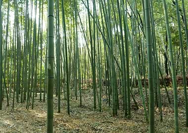 Arashiyama greenery
