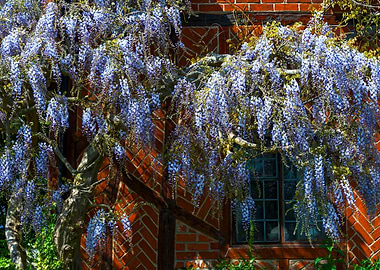 Wisteria