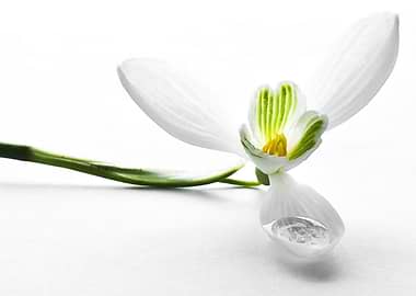 Snowdrop
