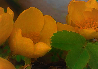 Yellow flowers