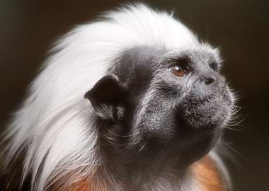 Pinche monkey dreaming