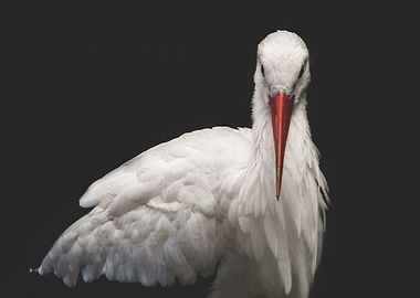 Portrait of a stork