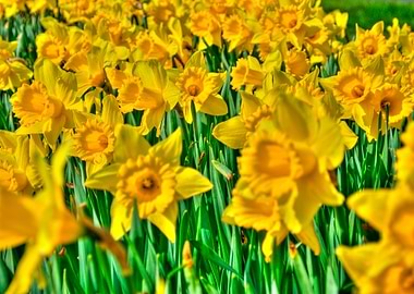 Daffodils