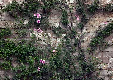 Wall Roses