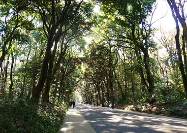 Meiji Jingu park path