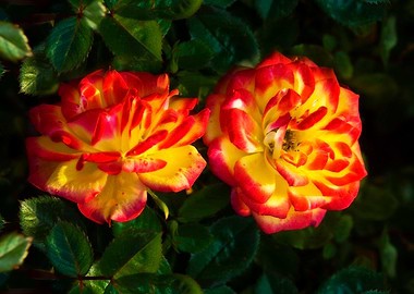 Two Roses