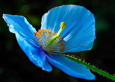 Blue Poppy
