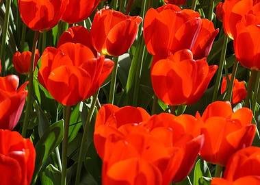 Red Grand Tulips