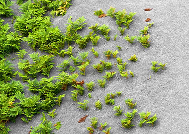 Moss Abstract