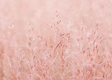 Pink Grass Abstract