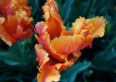 Orange Flaming Tulip