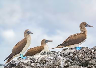 three blue footed boobies