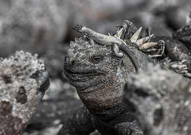 Galapagos lizards