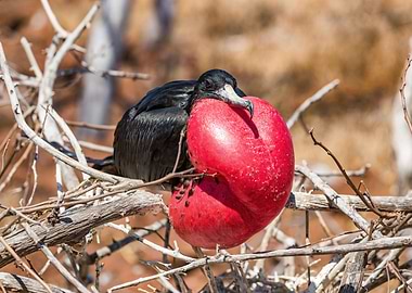 Frigatebird