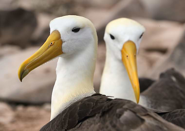 Albatross birds galapagos