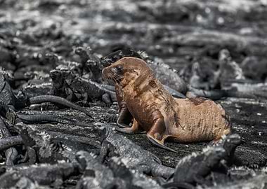 Baby sea lions galapagos