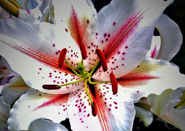 White Lily Digital Art