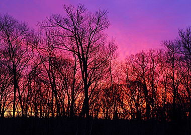 Trees in a Fiery Sunrise
