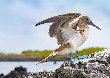 Blue footed booby bird