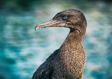 Flightless cormorant