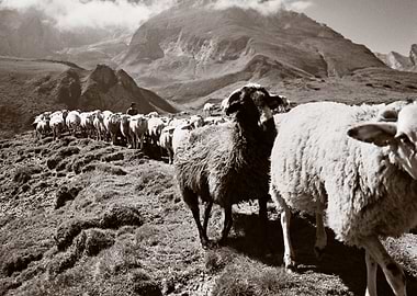 Pyrenees sheep herding